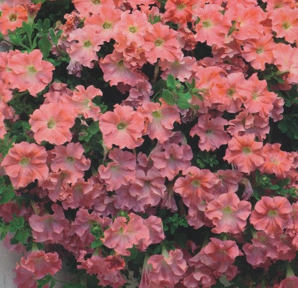 Petunia x hybrida pendula 'Soft Pink', Hængepetunia