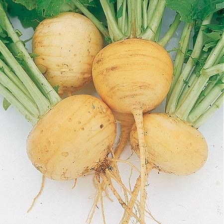 Majroe 'Golden ball'