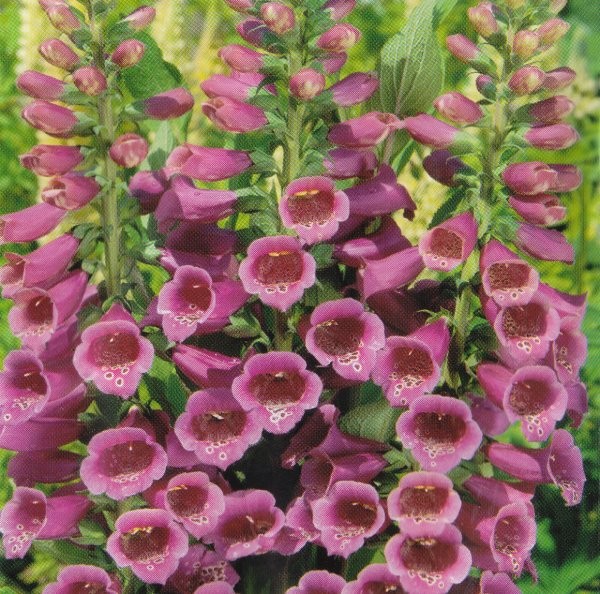 Digitalis purpurea 'Foxy Mix', Fingerbøl