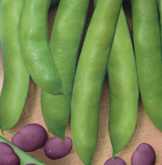 Valsk bønne 'Extra precoce a grano violetto'
