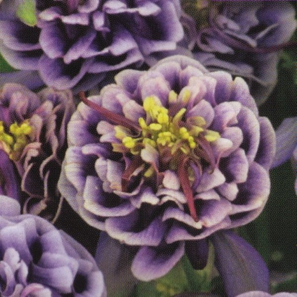 Aquilegia vulgaris 'Winky Double Dark Blue-White', Akeleje
