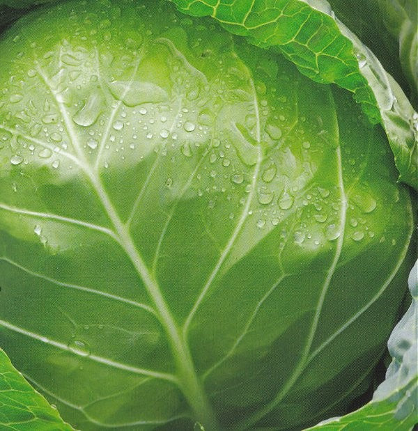 Hvidkål, vinter 'Polar'