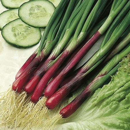 Pibeløg / Forårsløg 'Red Toga', Allium fistulosum