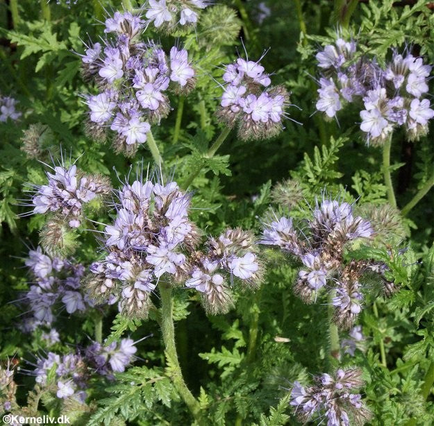 Phacelia tanacetifolia, Honningurt - Økologisk