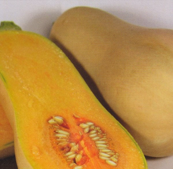 Vintersquash 'Laura'