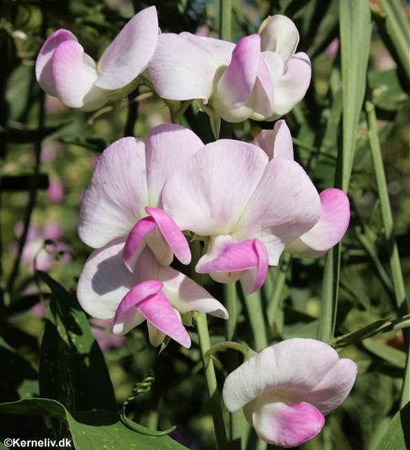 Lathyrus latifolius 'Mix', Flerårig Ærteblomst