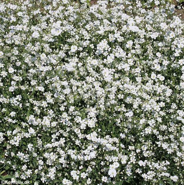 Gypsophila elegans 'Covent garden market', Brudeslør