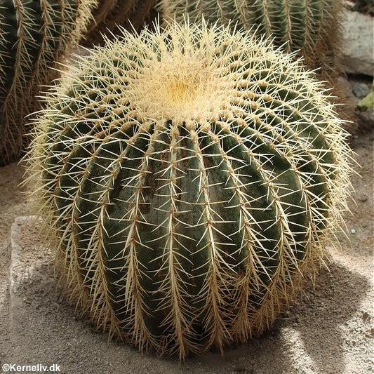 Echinocactus grusonii, Guldkugle