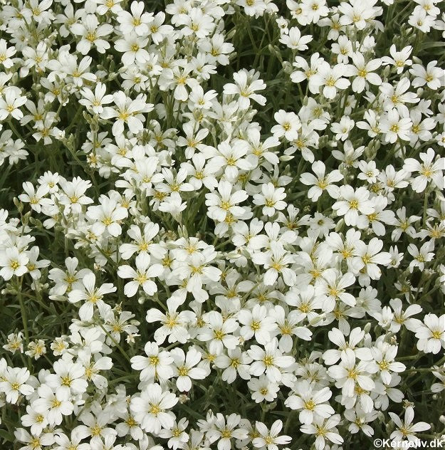 Cerastium tomentosum, Sommersne