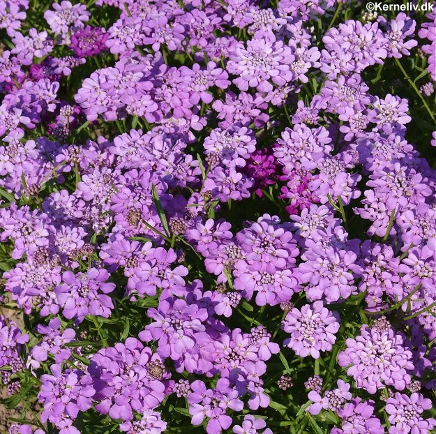Iberis umbellata 'Mixture', Flipkrave