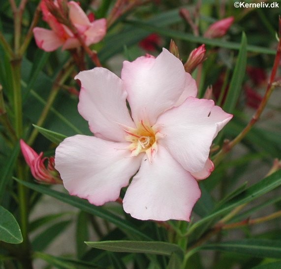 Nerium oleander, Nerie