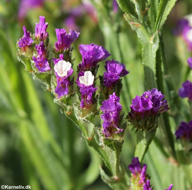 Limonium sinuatum 'Violet', Hindebæger