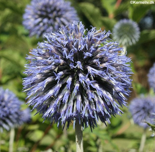 Echinops ritro, Kugletidsel