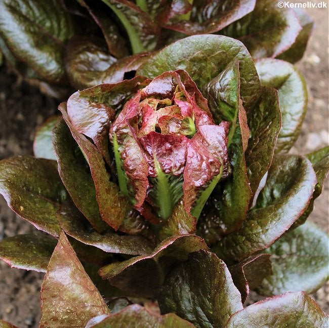 Romaine salat 'Rosaine'