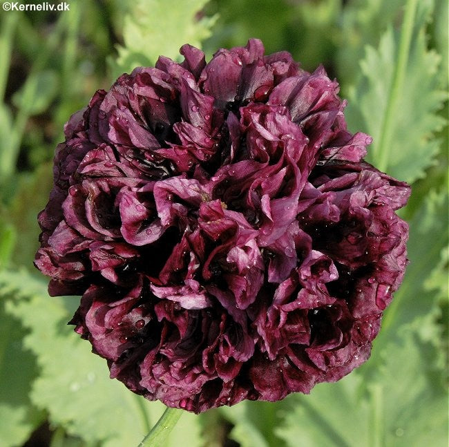 Papaver paeoniflorum 'Black peony', Pæonvalmue