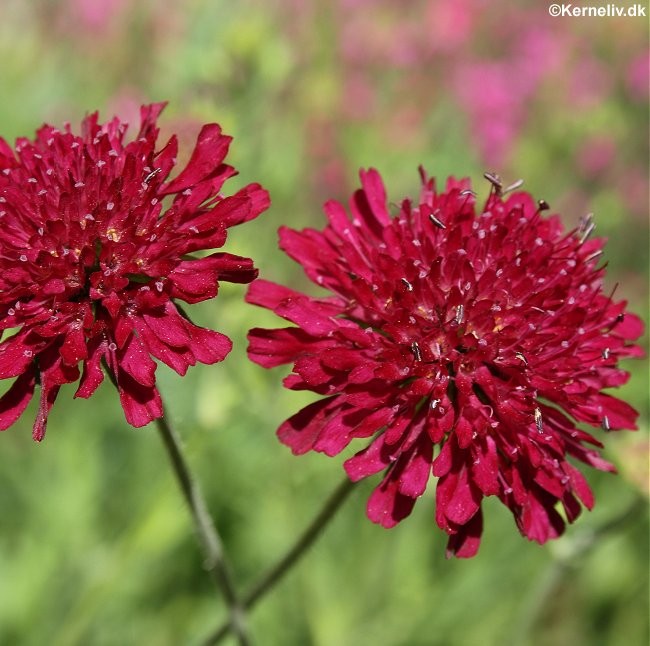 Knautia macedonica 'Red Knight', Blåhat