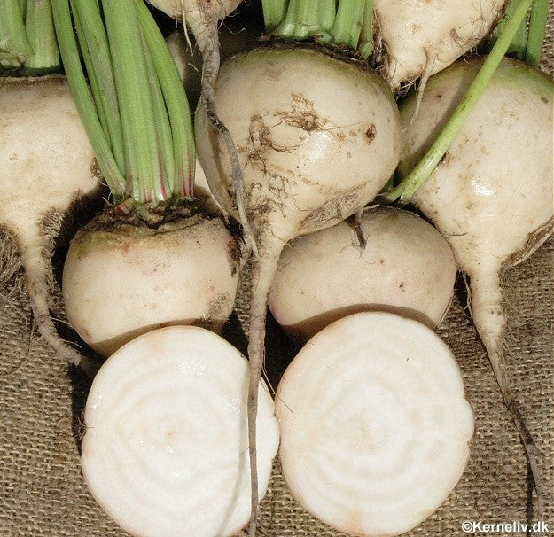 Rødbede 'Albina Verduna'