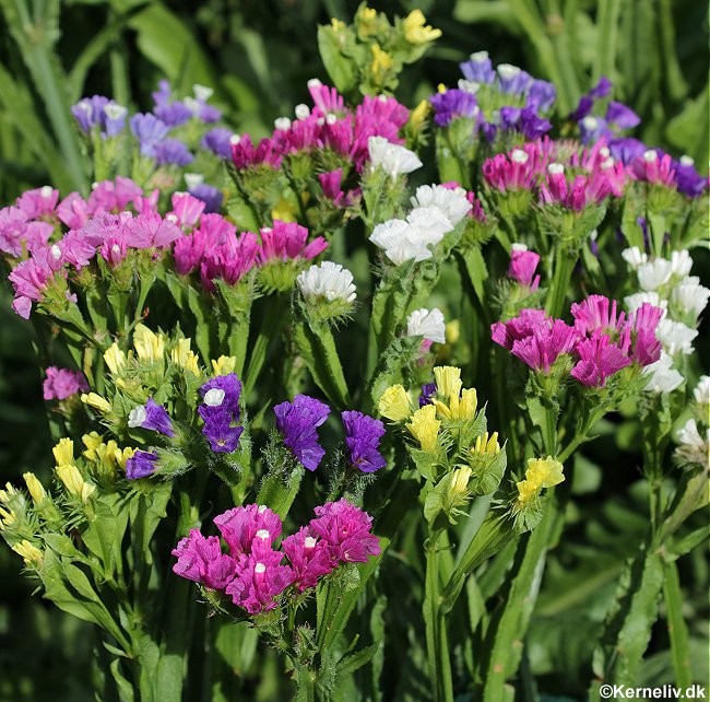 Limonium sinuatum 'Pacific mix', Hindebæger