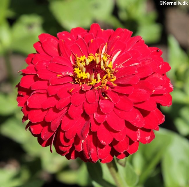 Zinnia elegans 'Scarlet Flame', Frøkenhat