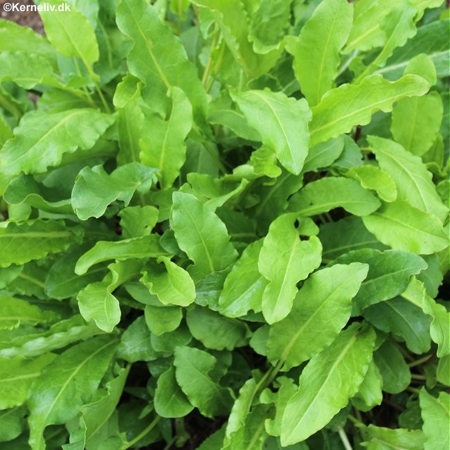 Rumex acetosa, SORRELL LYONSKI, Havesyre