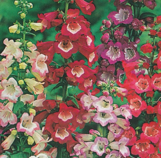Rørblomst, Penstemon hartwegii 'Sensation'