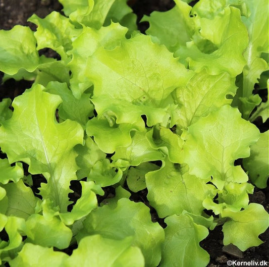 Pluksalat 'Bionda a Foglia Riccia', Økologisk