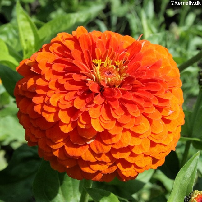 Zinnia elegans 'Orange King', Frøkenhat