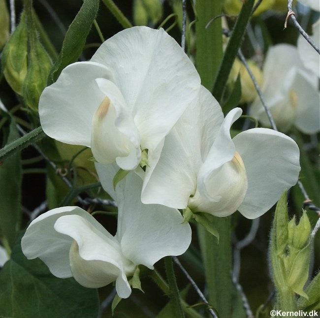 Lathyrus odoratus 'White Ensign', Ærteblomst