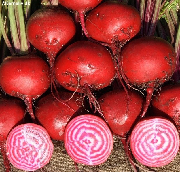 Rødbede 'Tonda di chioggia'