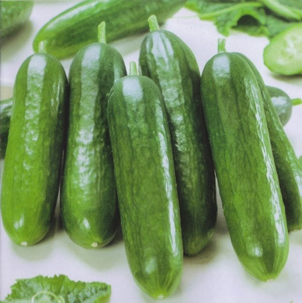 Mini salatagurk / skoleagurk 'Salamanda F1'