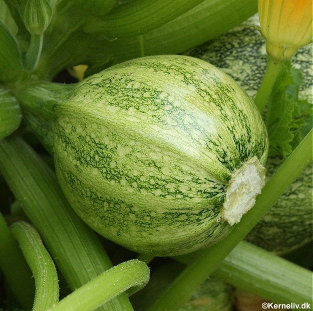 Squash 'Tondo di nizza'