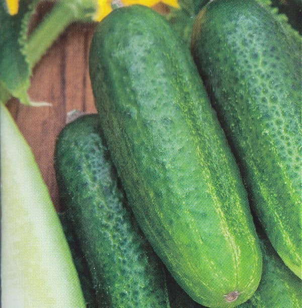 Drueagurk 'Libelle F1'