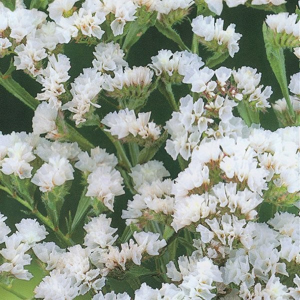 Limonium sinuatum 'White', Hindebæger