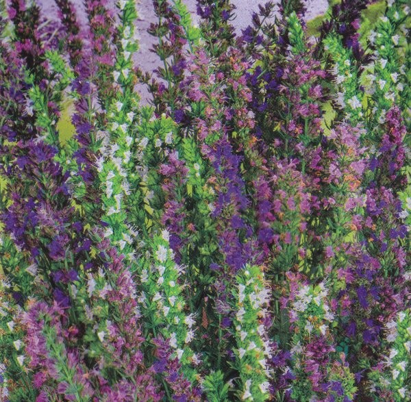 Hyssopus officinalis 'Tricolour', Isop