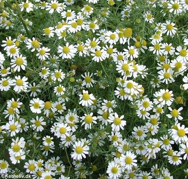 Matricaria recutita, vellugtende kamille