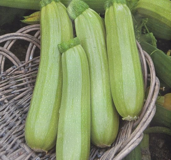 Squash/Courgetter 'Wanda'