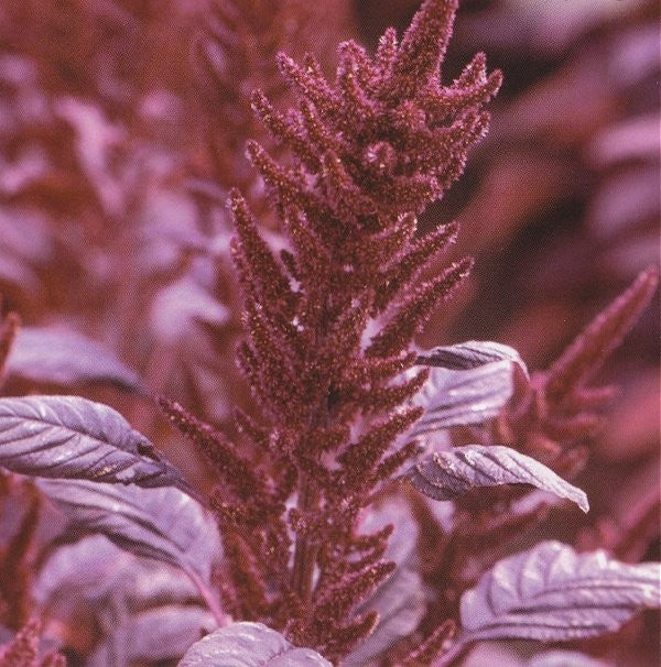 Amaranthus cruentus 'Velvet Curtains', Top-amarant