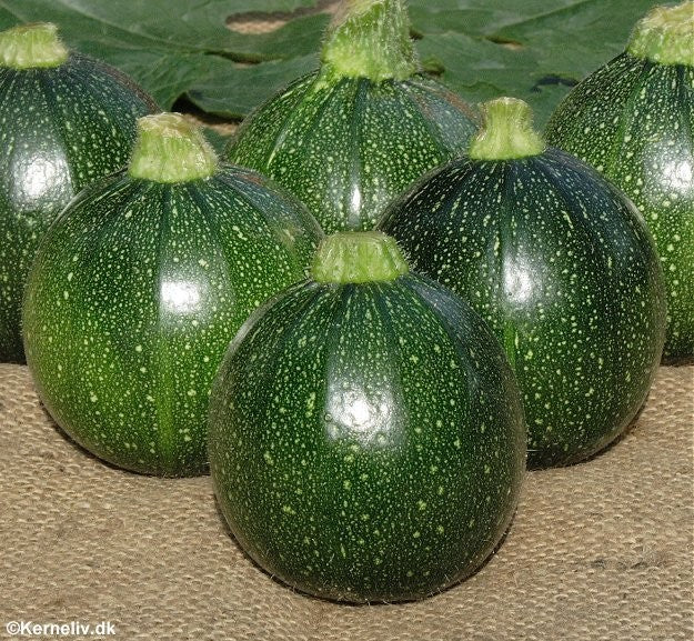 Squash/Courgetter 'Tondo di piacenza'