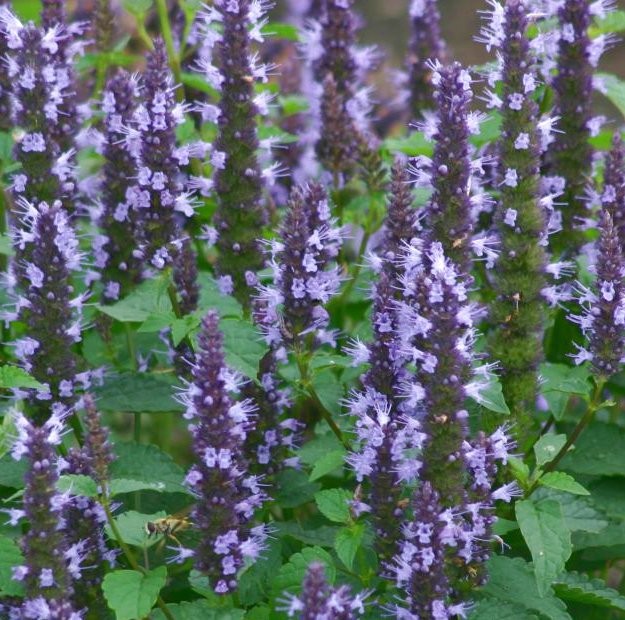 Agastache hybrida 'Astello Indigo'