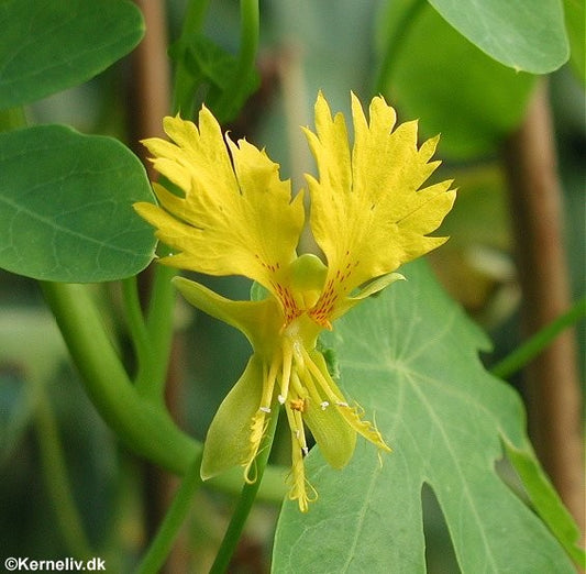 Tropaeolum peregrinum, Slyngende blomsterkarse