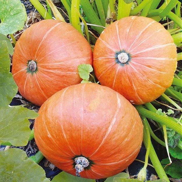 Vintersquash 'Amazonka'