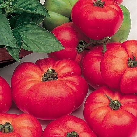 Tomat 'Marmande', Økologisk