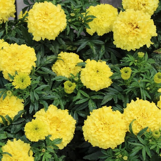 Tagetes erecta nana 'Calando Lemon', Lav fløjlsblomst