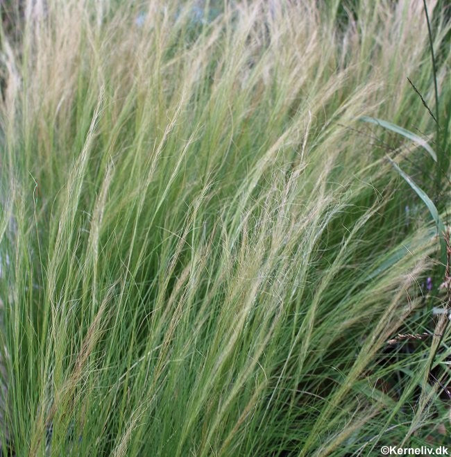 Stipa tenuissima, Fjergræs