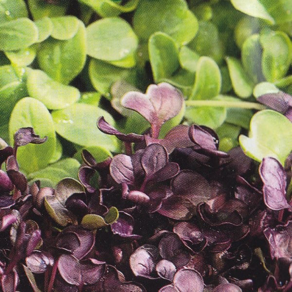 Spireblanding 'Micro Greens Mix'