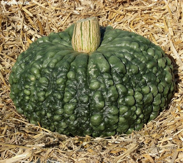 Vintersquash 'Marina di Chioggia', Økologisk