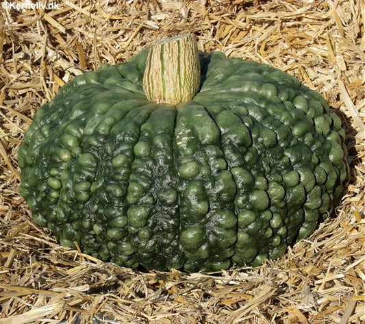 Vintersquash 'Marina di Chioggia', Økologisk