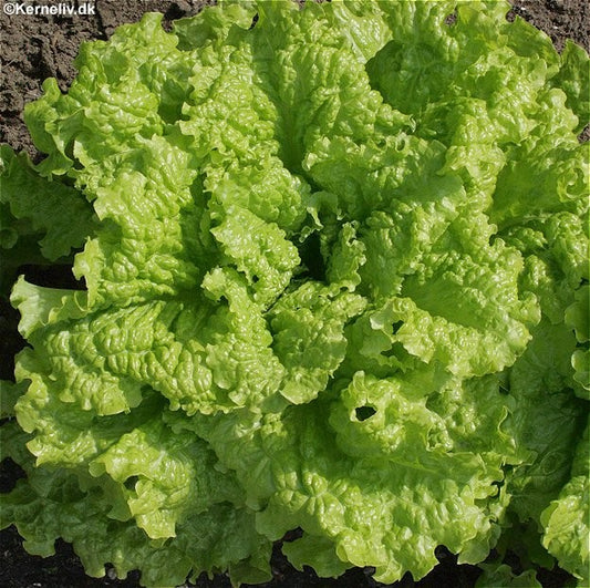 Pluksalat 'Black Seeded Simpson', Økologisk