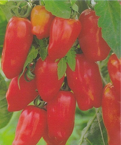 Tomat 'San Marzano 2', Økologisk