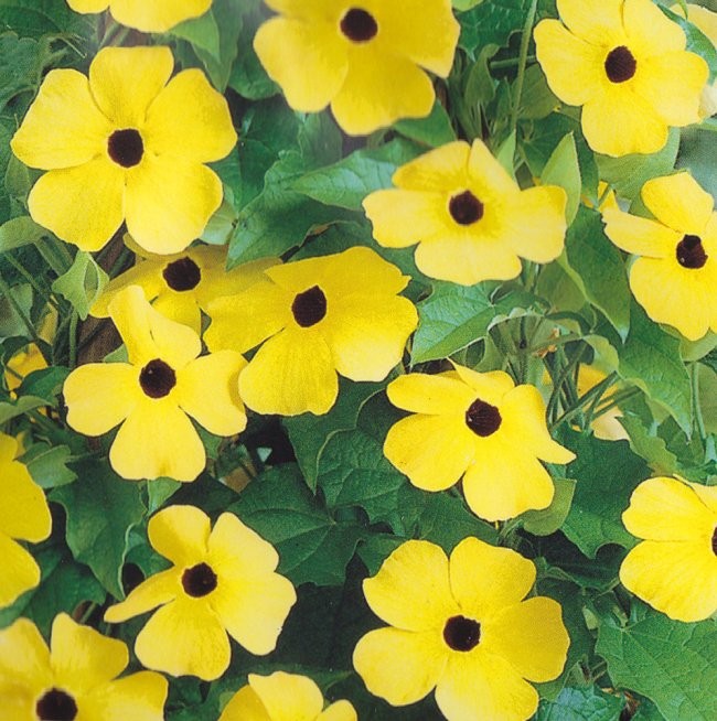 Thunbergia alata 'Yellow', Susanne med det sorte øje